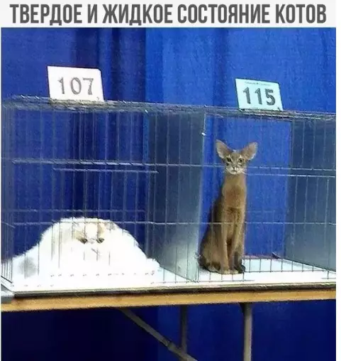 Смешная картинка №310701