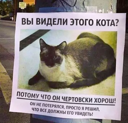 Смешная картинка №202410 коты