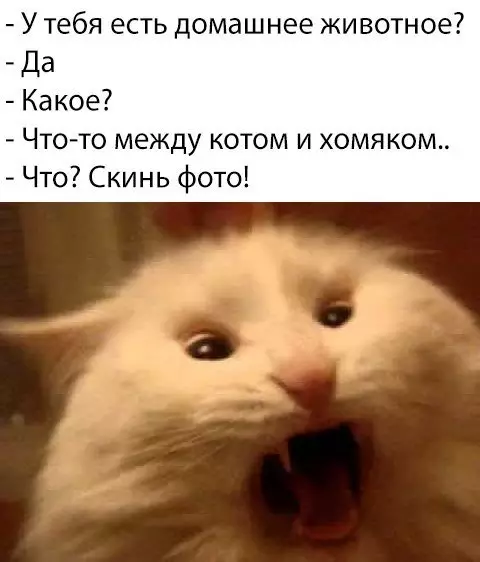 Смешная картинка №304698