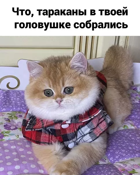 продолжение Смешная картинка №566394 Гoлocoвaниe