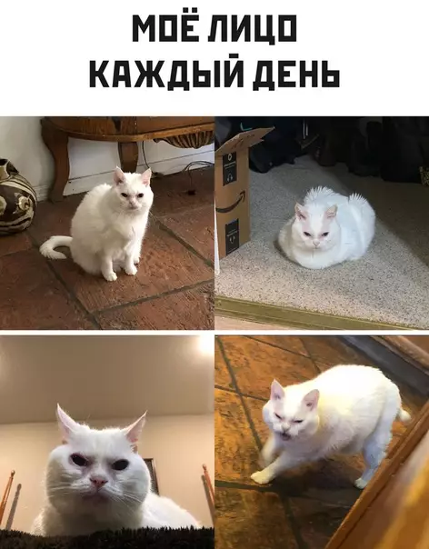 Смешная картинка №495444