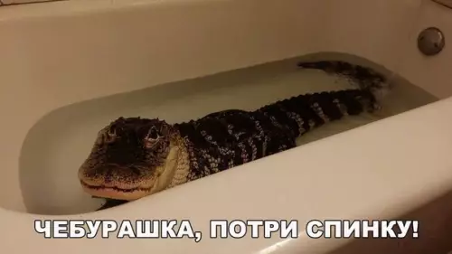 Смешная картинка №246162