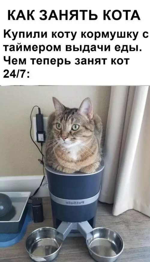 Смешная картинка №687759 Коты