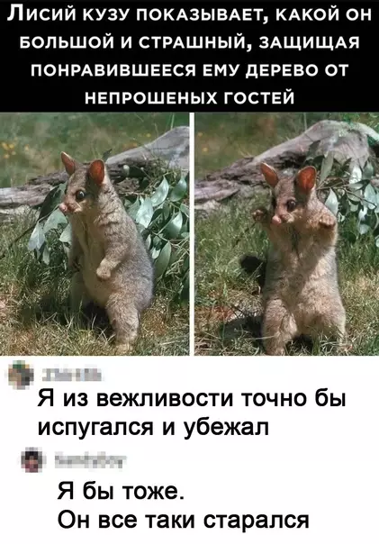 Смешная картинка №587032 Cтpaшнo милый животные