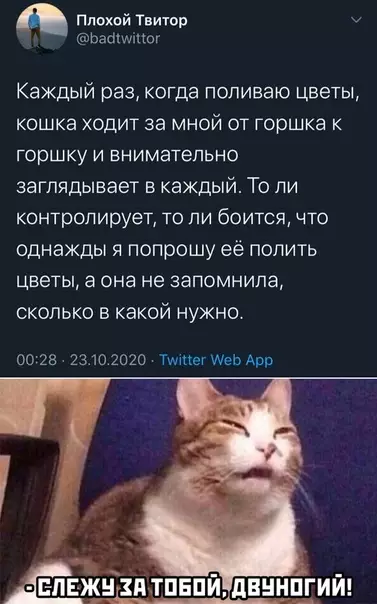 Смешная картинка №533231