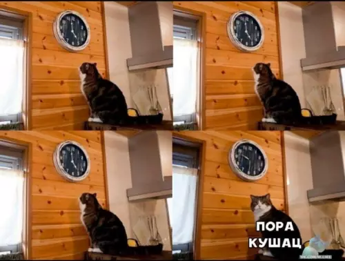 Смешная картинка №446878