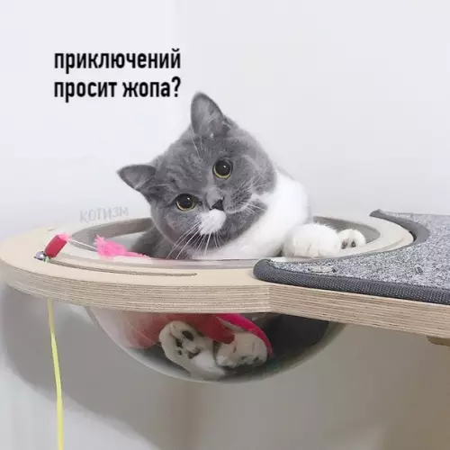 Смешная картинка №512610 Полезные советы от котана