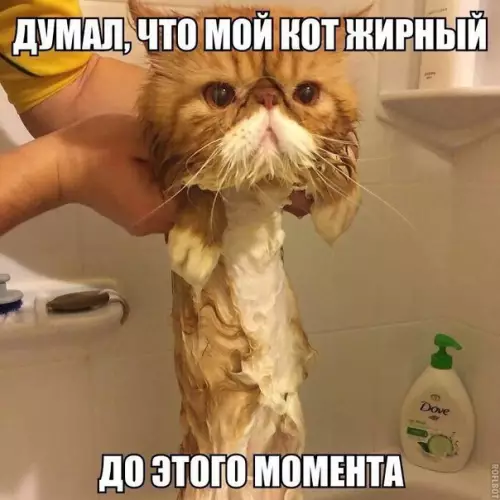 Смешная картинка №186832