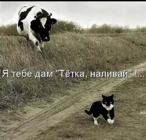Корова vs Кот: эпичное противостояние 🐮😼 - Я тебе дам Тётка, наливай!...