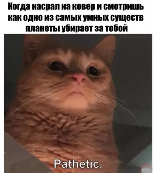 Смешная картинка №241941