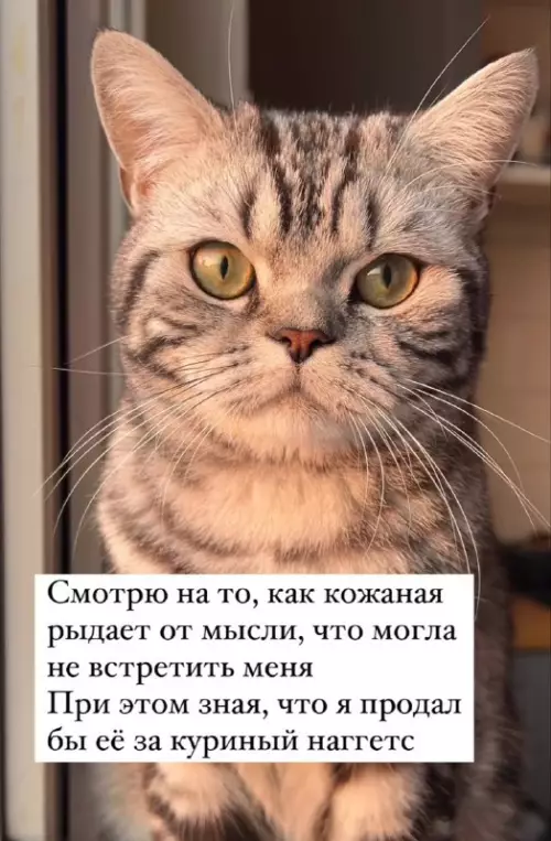 Смешная картинка №734702 Правда жизни с котом Коты