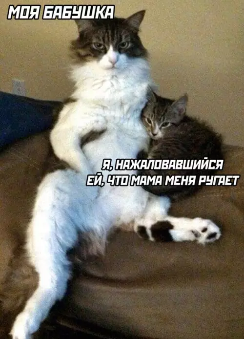 Смешная картинка №655147
