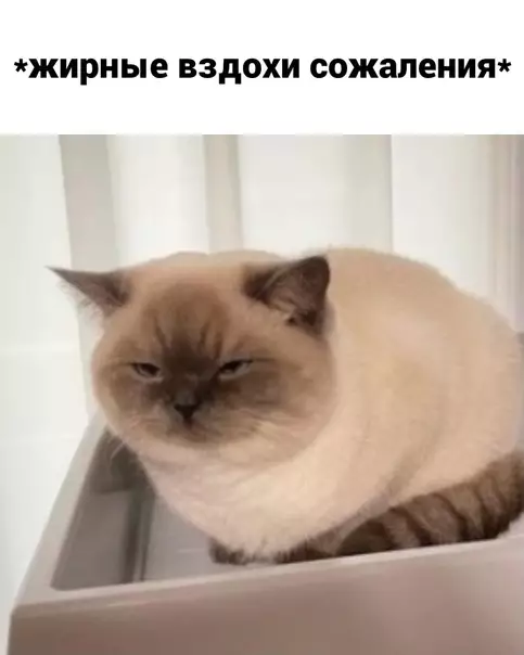 продолжение Смешная картинка №585511 Диeтa - этo...