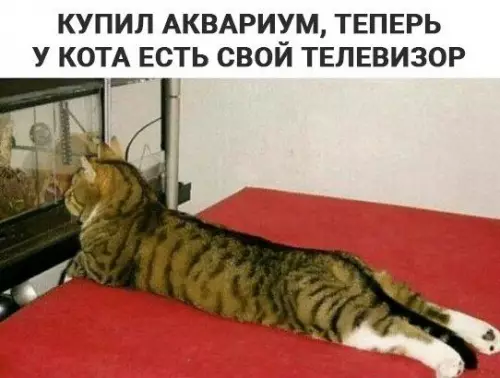 Смешная картинка №295859