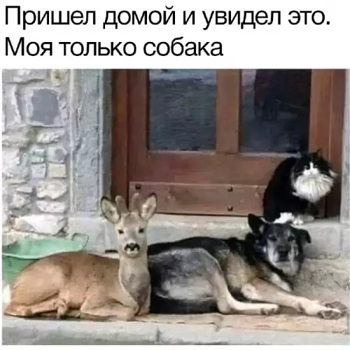 Смешная картинка №695251