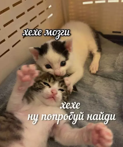 Смешная картинка №815292