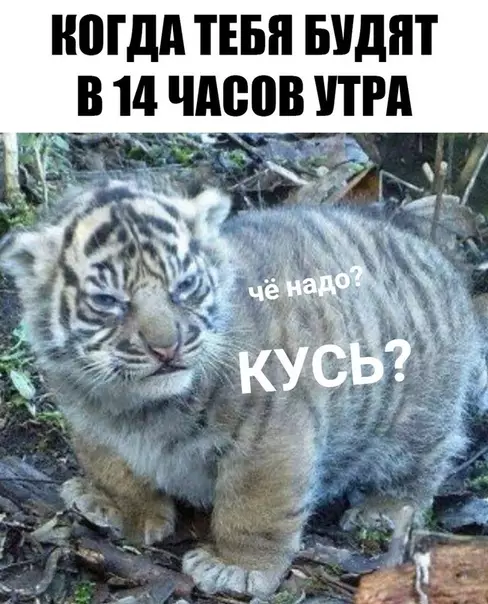 Смешная картинка №354971