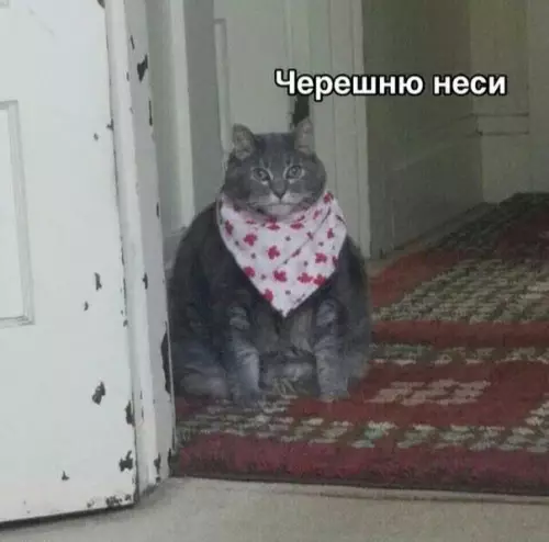 Смешная картинка №360186 Уже второй лета, поэтому давай...
