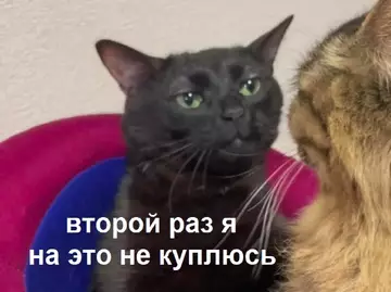 продолжение Смешная картинка №759241