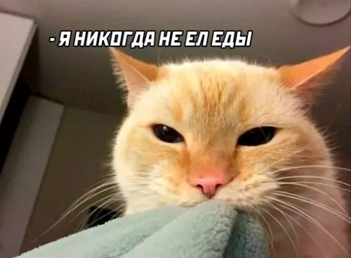 продолжение Смешная картинка №645942 Мой кот в три часа ночи