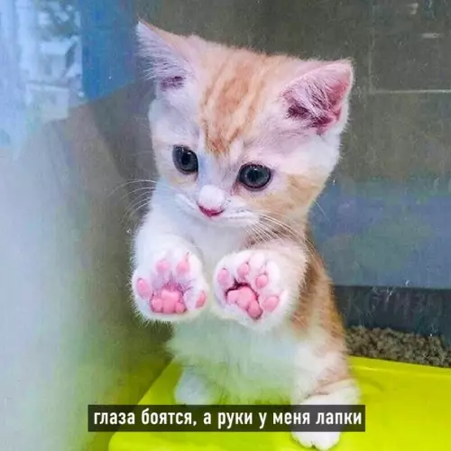 продолжение Смешная картинка №569992 Котовьи поговорки