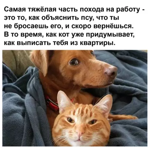 Смешная картинка №506596 отличия между котом и собакой