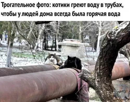 Смешная картинка №311918 Наши спасители☺