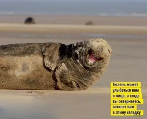 Смешной тюлень