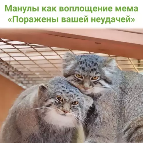 Смешная картинка №650975