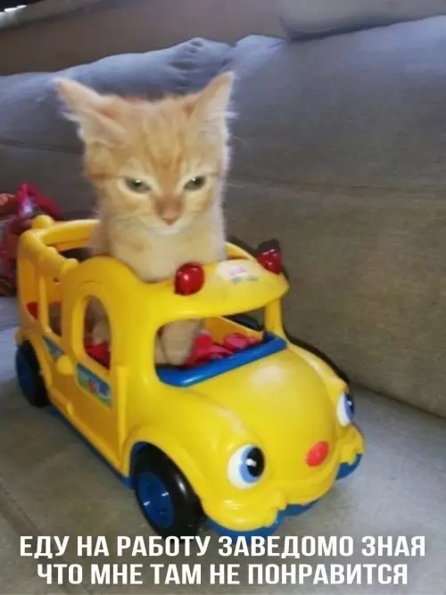 Кот в игрушечном автобусе