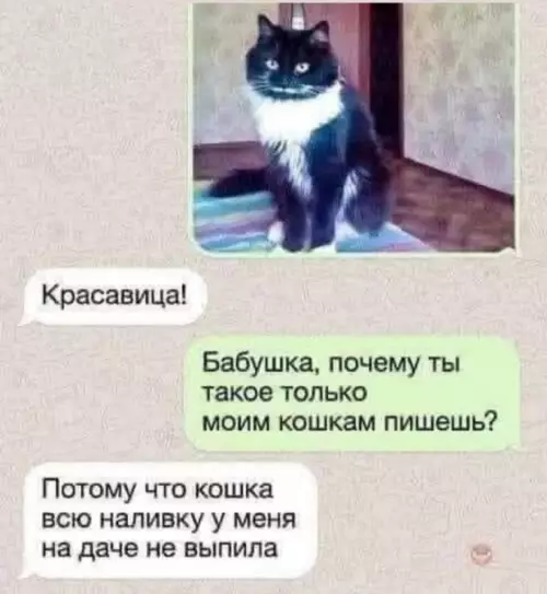 Бабушкин секретный рецепт общения 🐈‍⬛🍷 - Красавица! Бабушка, почему ты такое только моим кошкам пишешь? Потому