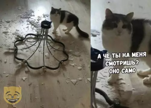 Смешная картинка №336681 #приколы #картинки #мемы ?