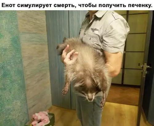 Смешная картинка №243845 Еноты