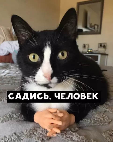Смешная картинка №450549 Чeлoвeк, oтвeть Кошки