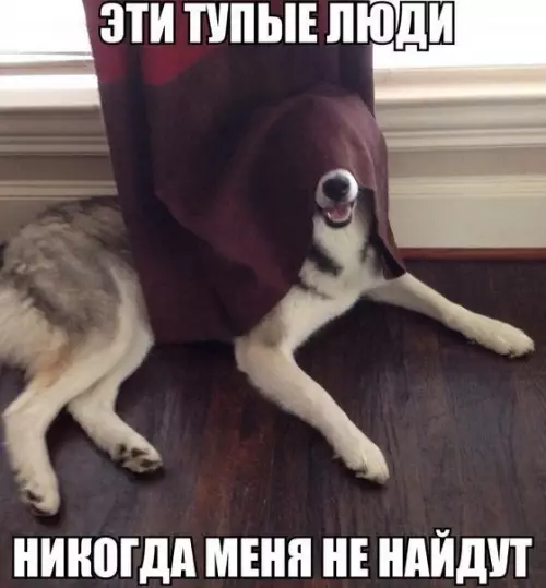 Смешная картинка №302271