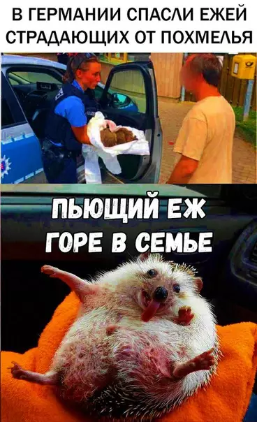 Смешная картинка №295382