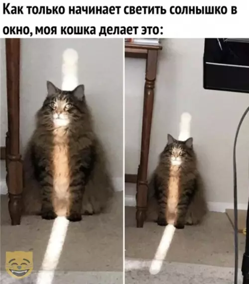 Смешная картинка №336749 #приколы #картинки #мемы ? кошки