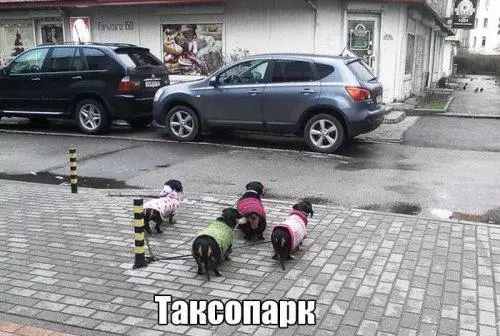 Смешная картинка №182433