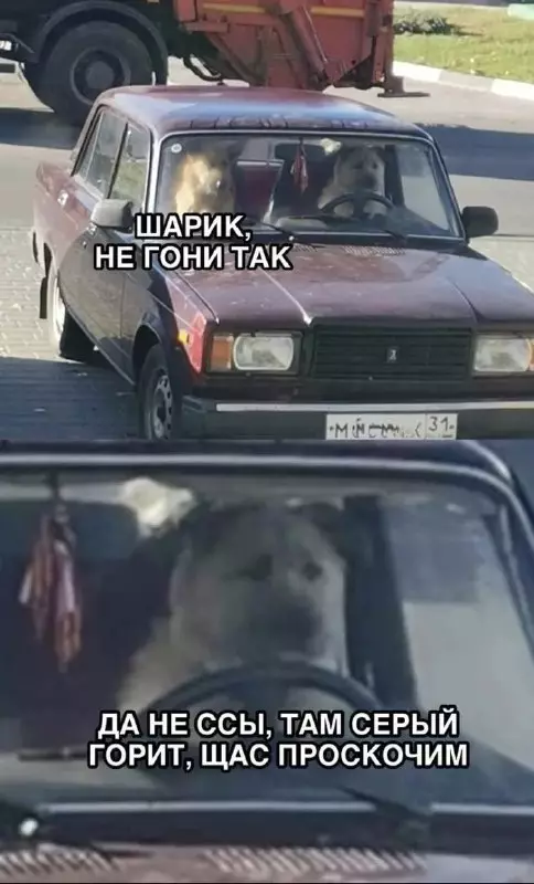 Смешная картинка №662760 Собаки 