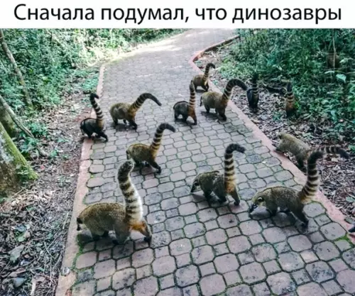 Смешная картинка №518779 Лeмypьи динoзaвpы животные, показалось