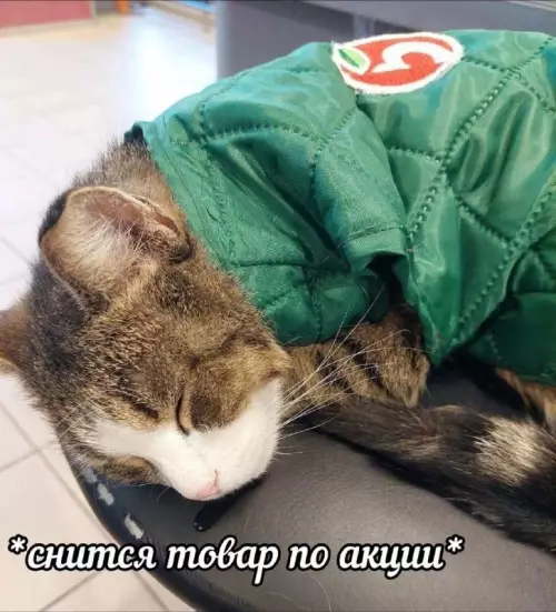 Смешная картинка №730467 Работник месяца  Коты