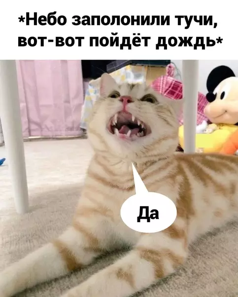 Смешная картинка №588101 Tpeбyю дoждя