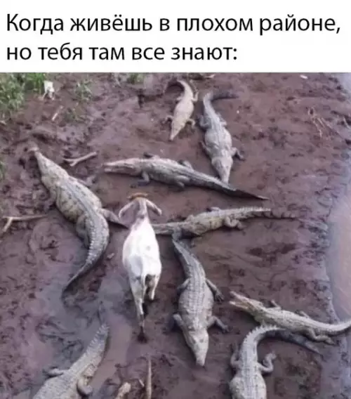 Смешная картинка №474139