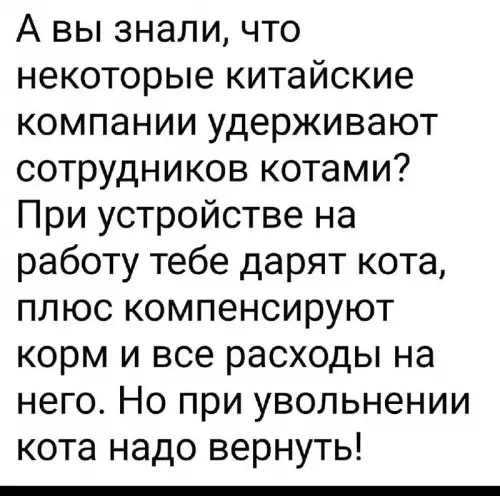 Кот в заложниках у корпорации 🐈💼 - А вы знали, что некоторые китайские компании удерживают сотрудников котами?
