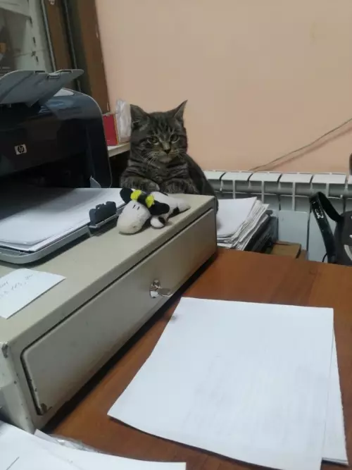 Смешная картинка №672931 Коты