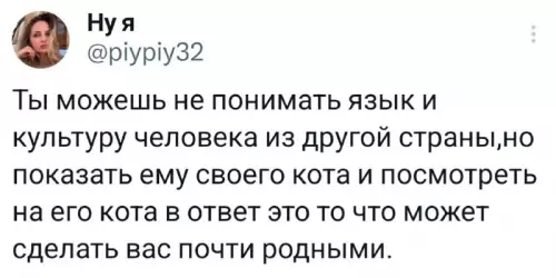Коты как языковой мост - Ты можешь не понимать язык и культуру человека из другой