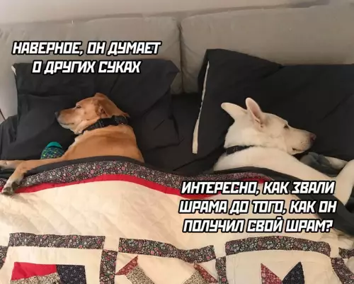 Смешная картинка №713702