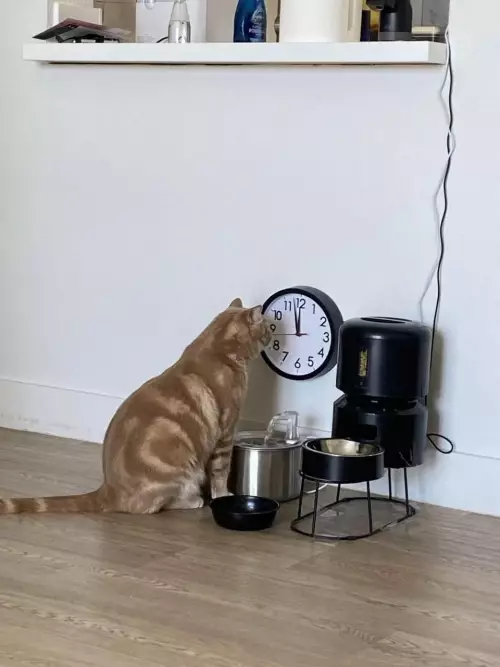Смешная картинка №782734 Когда там жрачка Коты