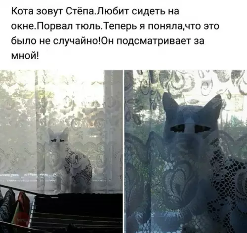 Смешная картинка №201489 коты