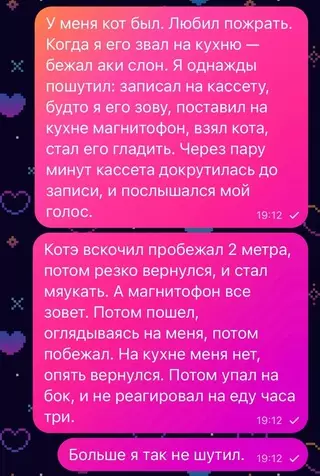 Смешная картинка №718523 Как в домашних условиях сделать кота шизофреником